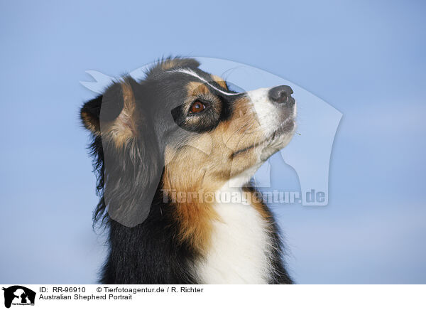 Australian Shepherd Portrait / Australian Shepherd Portrait / RR-96910