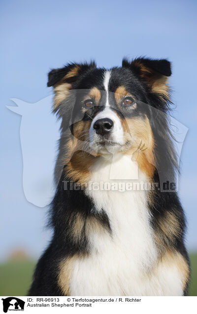 Australian Shepherd Portrait / Australian Shepherd Portrait / RR-96913