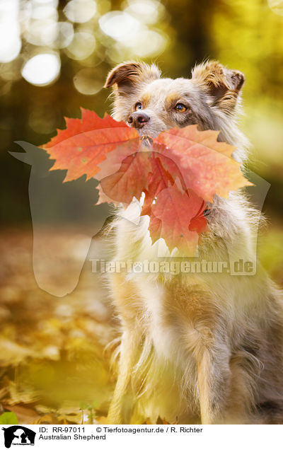 Australian Shepherd / Australian Shepherd / RR-97011