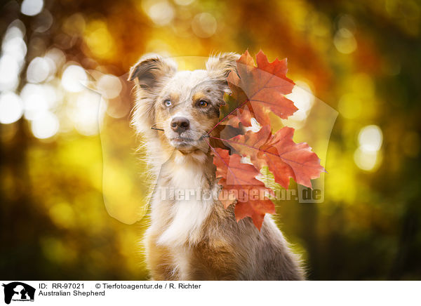 Australian Shepherd / Australian Shepherd / RR-97021