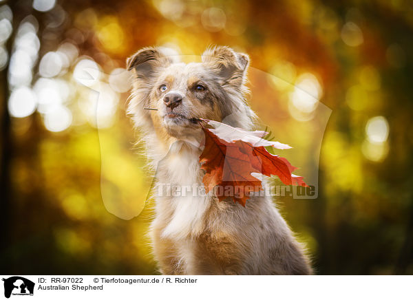 Australian Shepherd / Australian Shepherd / RR-97022