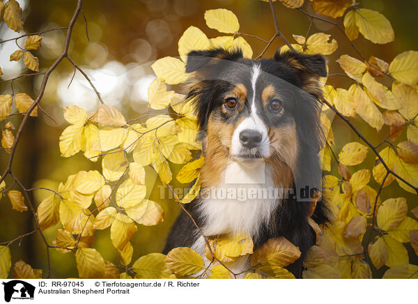 Australian Shepherd Portrait / Australian Shepherd Portrait / RR-97045