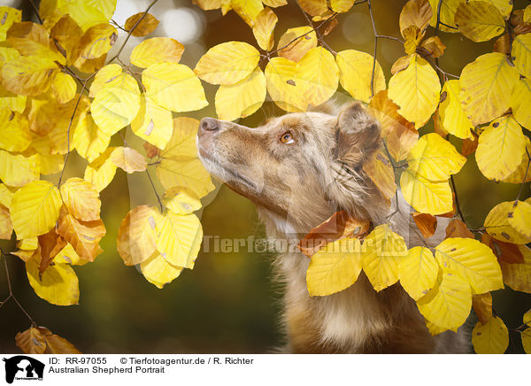 Australian Shepherd Portrait / Australian Shepherd Portrait / RR-97055