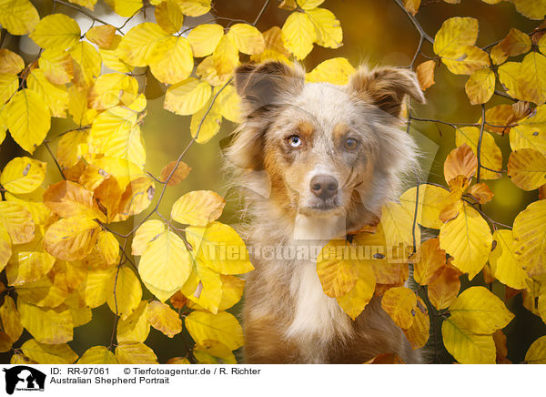 Australian Shepherd Portrait / Australian Shepherd Portrait / RR-97061