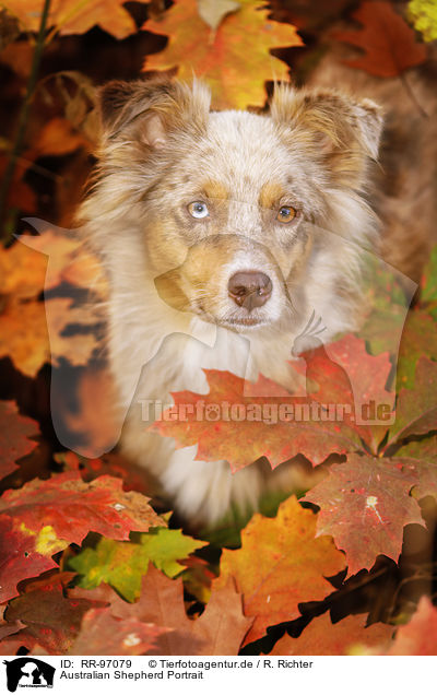 Australian Shepherd Portrait / Australian Shepherd Portrait / RR-97079