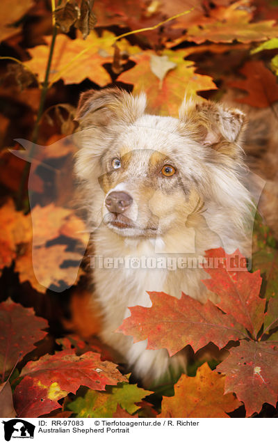 Australian Shepherd Portrait / Australian Shepherd Portrait / RR-97083