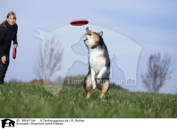 Australian Shepherd spielt Frisbee / RR-97184
