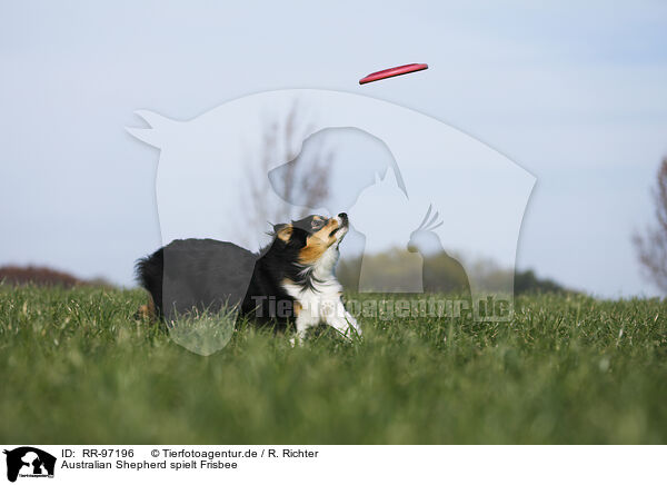 Australian Shepherd spielt Frisbee / RR-97196