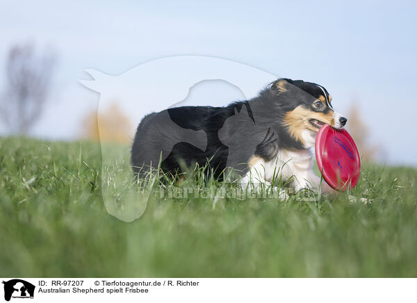 Australian Shepherd spielt Frisbee / RR-97207
