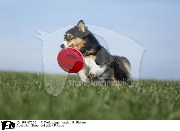 Australian Shepherd spielt Frisbee / RR-97209