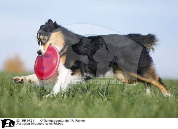 Australian Shepherd spielt Frisbee / RR-97211