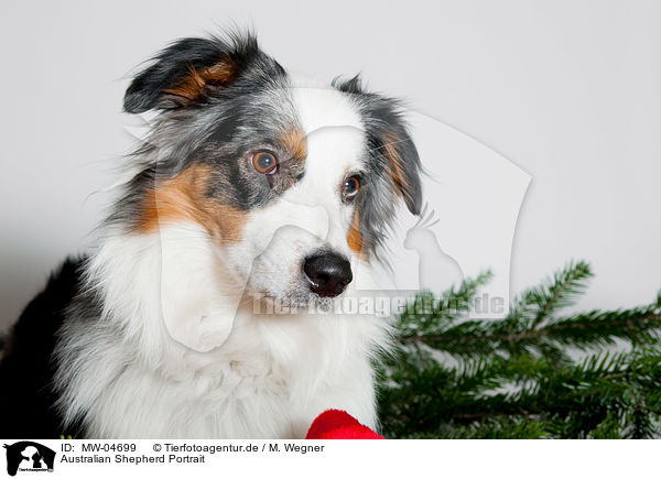 Australian Shepherd Portrait / Australian Shepherd Portrait / MW-04699