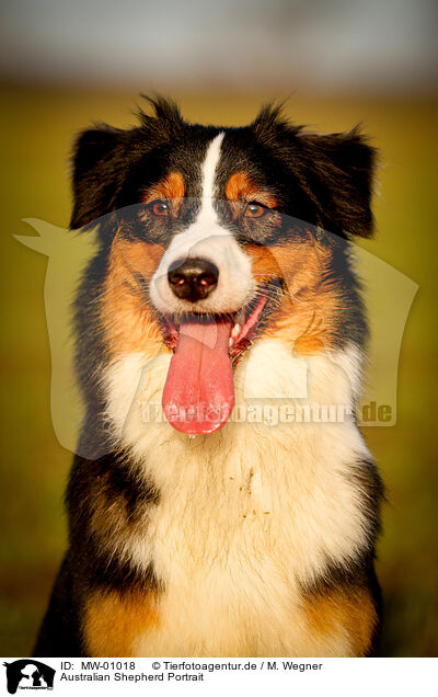 Australian Shepherd Portrait / Australian Shepherd Portrait / MW-01018