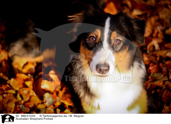 Australian Shepherd Portrait / Australian Shepherd Portrait / MW-01030