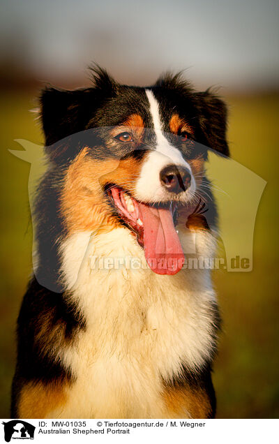 Australian Shepherd Portrait / Australian Shepherd Portrait / MW-01035