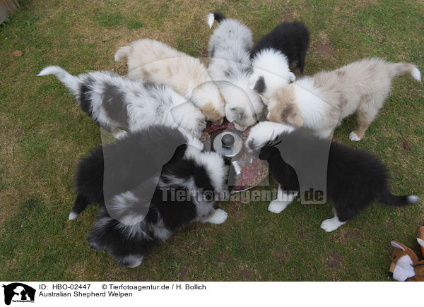 Australian Shepherd Welpen / Australian Shepherd Puppies / HBO-02447