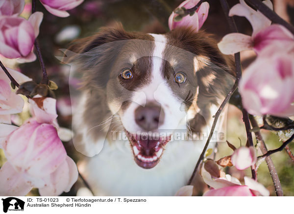 Australian Shepherd Hndin / female Australian Shepherd / TS-01023