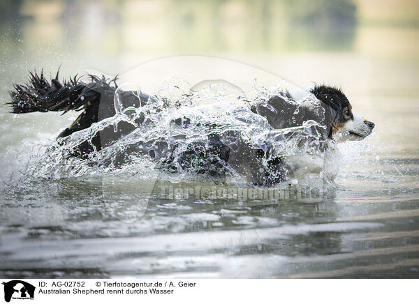 Australian Shepherd rennt durchs Wasser / Australian Shepherd runs though the water / AG-02752