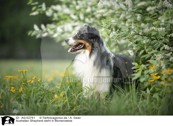 Australian Shepherd steht in Blumenwiese / Australian Shepherd stands in flower meadow / AG-02761