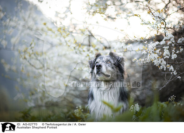 Australian Shepherd Portrait / Australian Shepherd Portrait / AG-02770