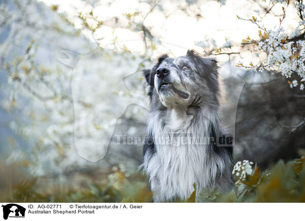 Australian Shepherd Portrait / Australian Shepherd Portrait / AG-02771