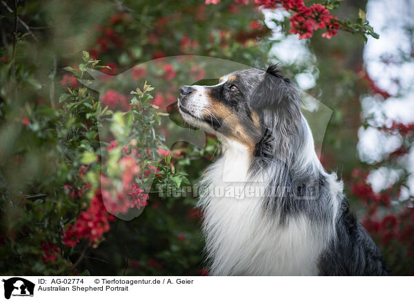 Australian Shepherd Portrait / Australian Shepherd Portrait / AG-02774