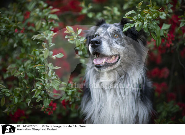 Australian Shepherd Portrait / Australian Shepherd Portrait / AG-02775