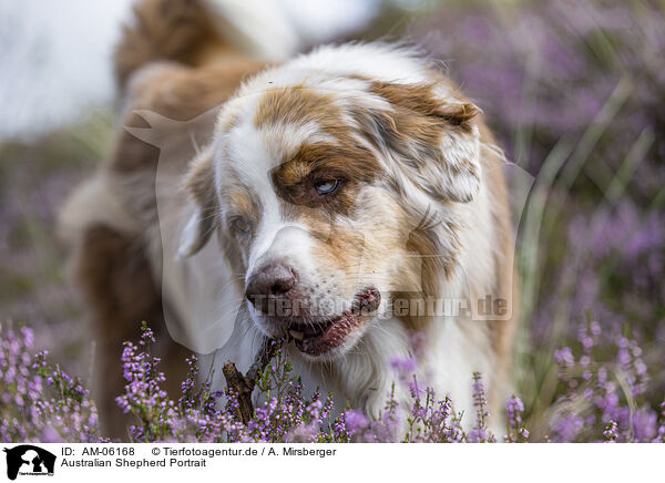 Australian Shepherd Portrait / Australian Shepherd Portrait / AM-06168