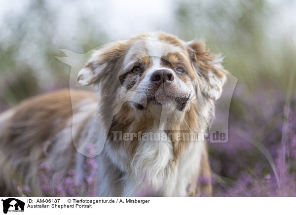 Australian Shepherd Portrait / Australian Shepherd Portrait / AM-06187