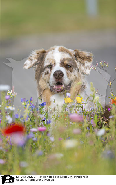 Australian Shepherd Portrait / Australian Shepherd Portrait / AM-06220