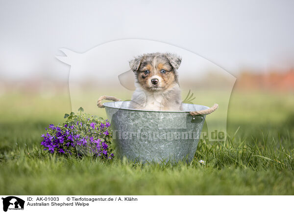 Australian Shepherd Welpe / Australian Shepherd Puppy / AK-01003