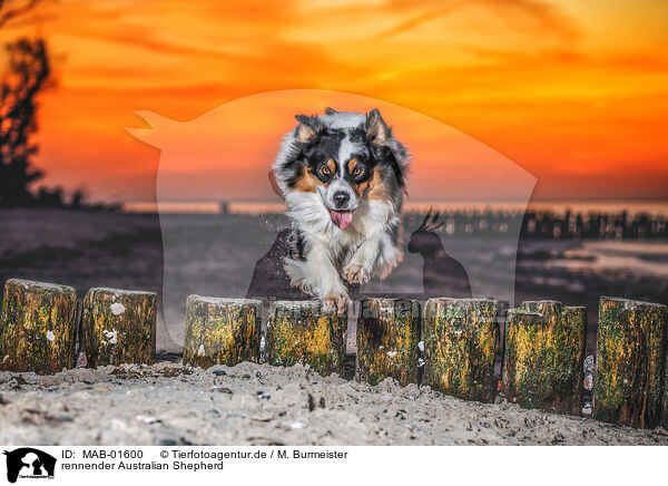 rennender Australian Shepherd / running Australian Shepherd / MAB-01600