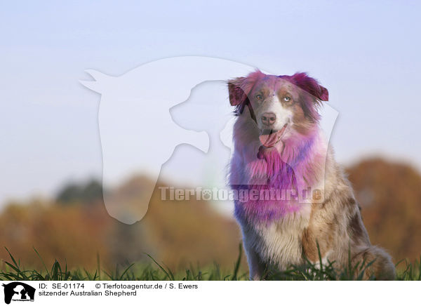 sitzender Australian Shepherd / sitting Australian Shepherd / SE-01174