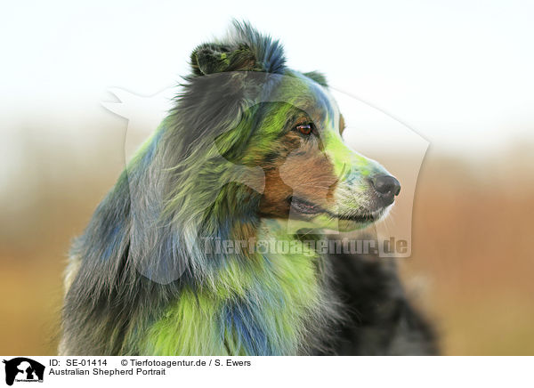 Australian Shepherd Portrait / Australian Shepherd portrait / SE-01414