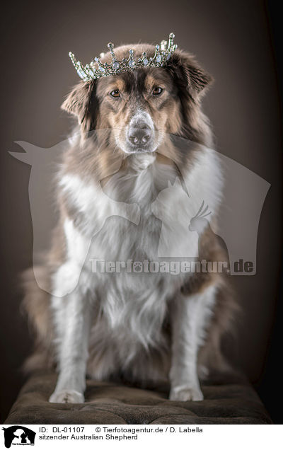 sitzender Australian Shepherd / sitting Australian Shepherd / DL-01107