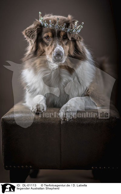 liegender Australian Shepherd / lying Australian Shepherd / DL-01113