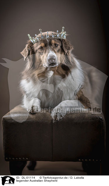 liegender Australian Shepherd / lying Australian Shepherd / DL-01114