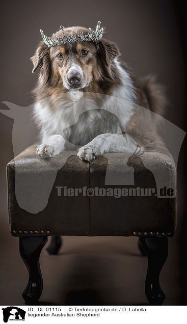 liegender Australian Shepherd / lying Australian Shepherd / DL-01115