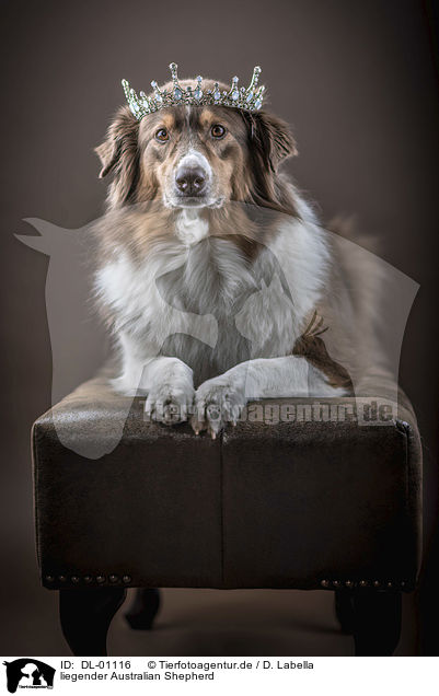 liegender Australian Shepherd / lying Australian Shepherd / DL-01116