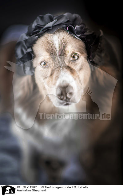 Australian Shepherd / Australian Shepherd / DL-01287