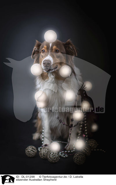 sitzender Australian Shepherd / sitting Australian Shepherd / DL-01298