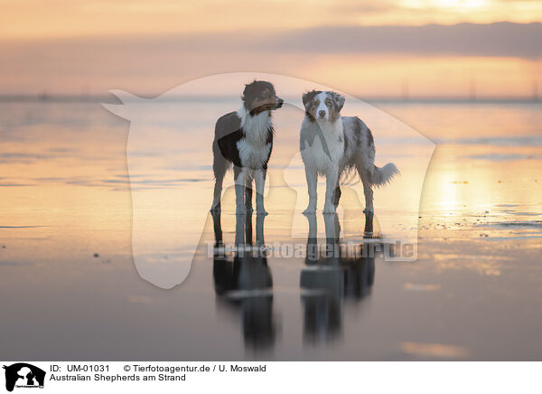 Australian Shepherds am Strand / Australian Shepherds on the beach / UM-01031