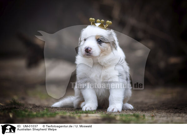 Australian Shepherd Welpe / Australian Shepherd puppy / UM-01037