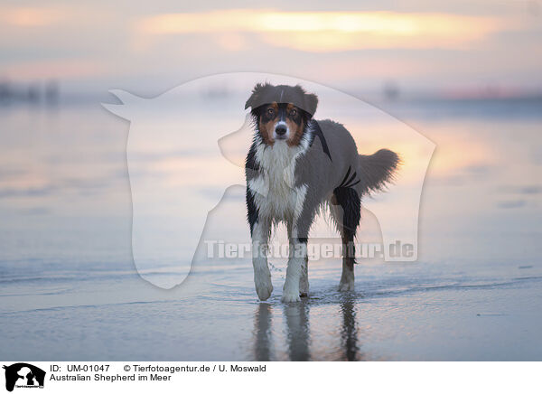 Australian Shepherd im Meer / Australian Shepherd at the sea / UM-01047