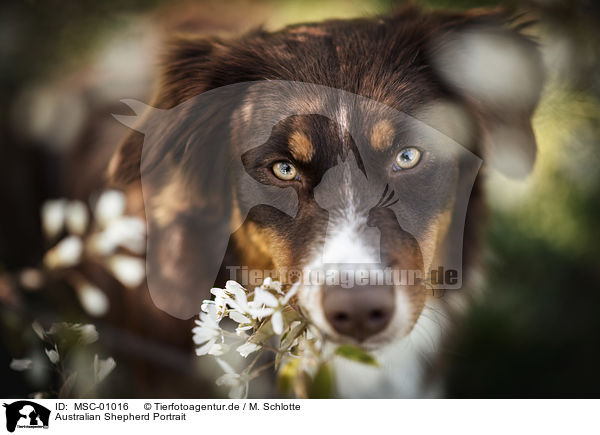 Australian Shepherd Portrait / MSC-01016