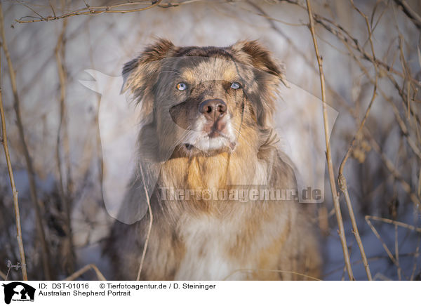 Australian Shepherd Portrait / DST-01016