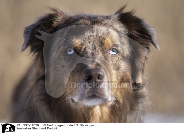 Australian Shepherd Portrait / DST-01028