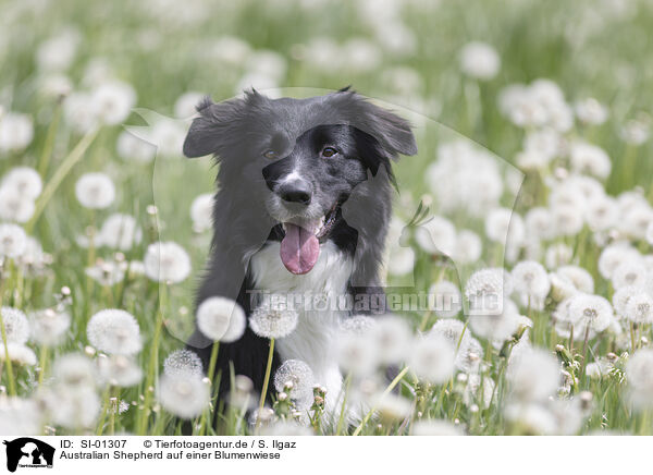 Australian Shepherd auf einer Blumenwiese / SI-01307