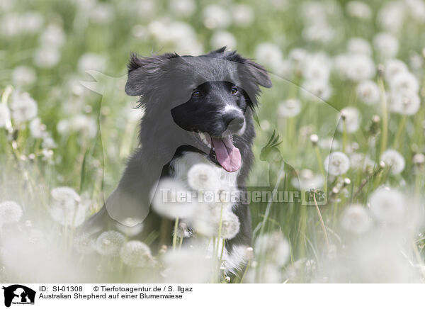 Australian Shepherd auf einer Blumenwiese / SI-01308