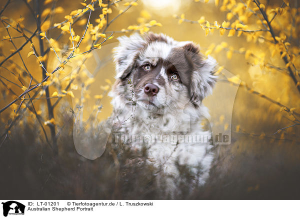 Australian Shepherd Portrait / LT-01201